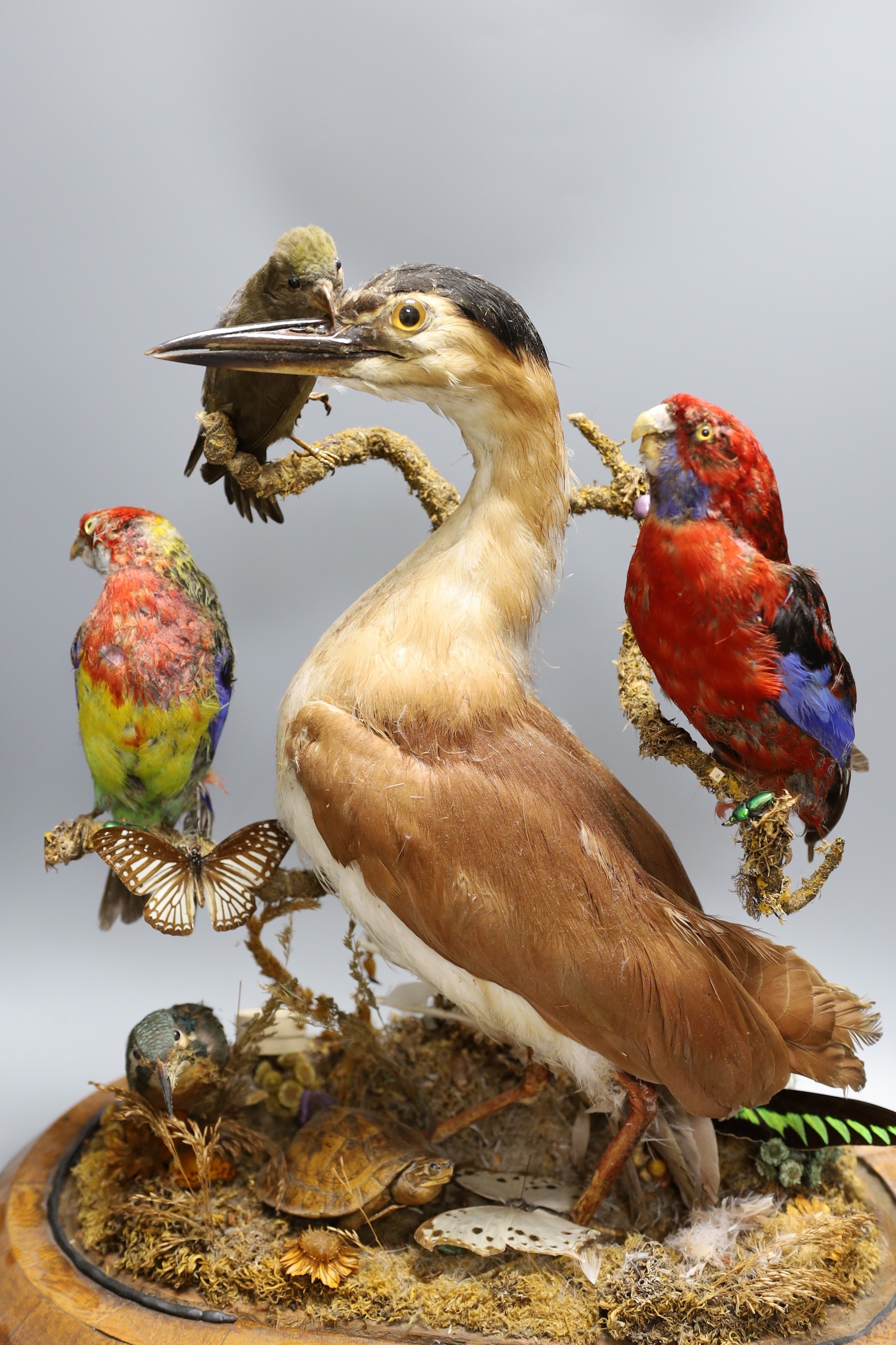 A Victorian taxidermic group of Australian and Asian birds, butterflies and a turtle, under a glass dome, 54.5 cm high